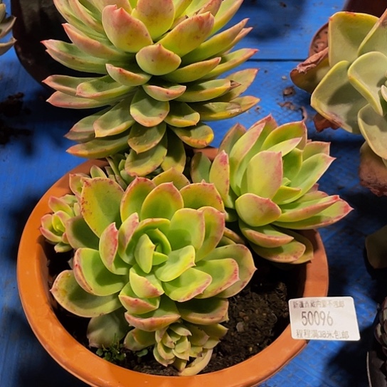 香*儿乔伊50096多肉