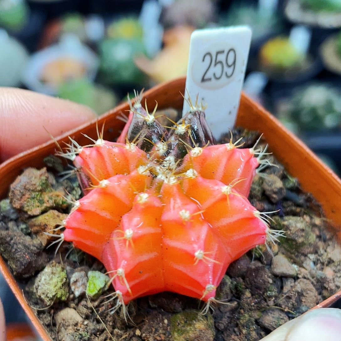 非偏远地区满25包邮仙人球