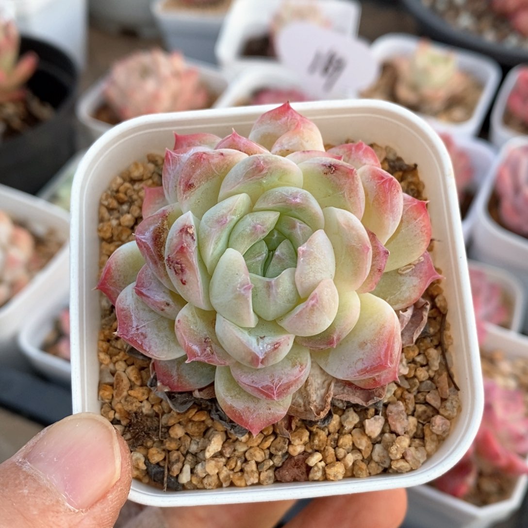 精品多肉一物一拍130