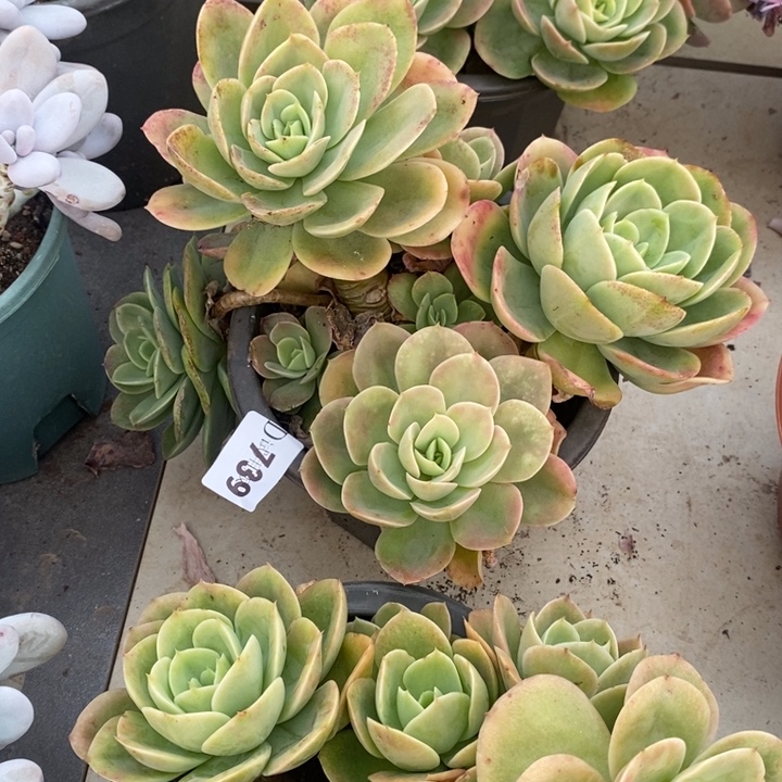 天***赐739星纳塔多肉植物