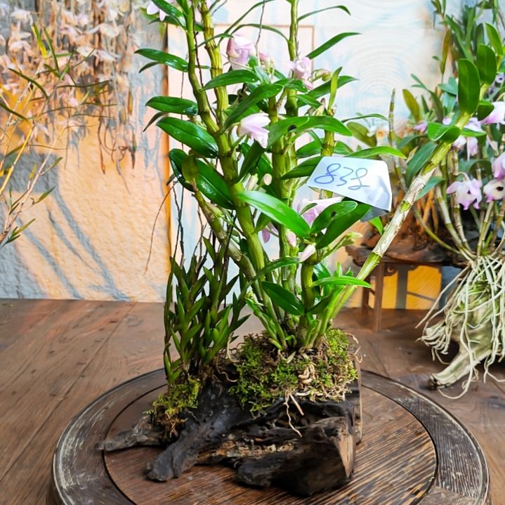 838剑叶，胭脂扣石斛花，花，花