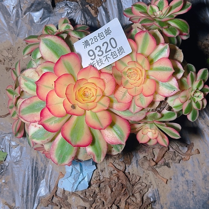 9320倾城两颗多肉植物