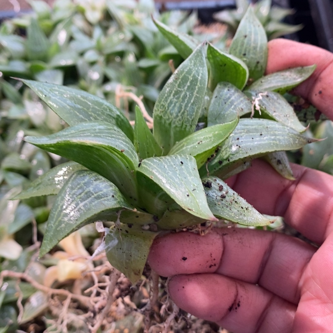 一***余2138 两颗一起 超级福利