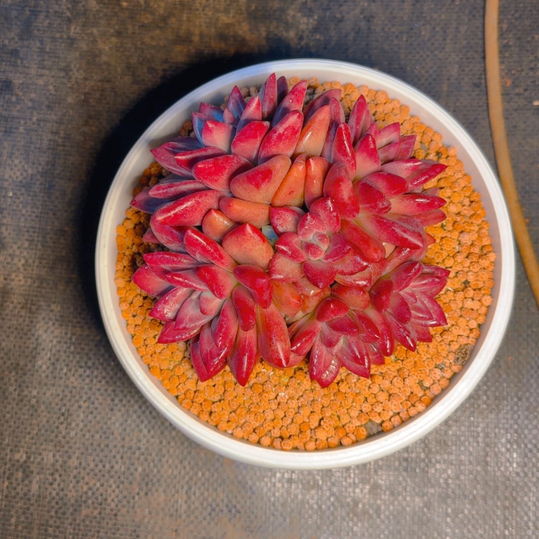 丫***丫丫丫寄养福利11111111111111多肉111