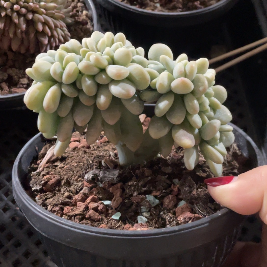 洛神缀化小树缀底切繁殖