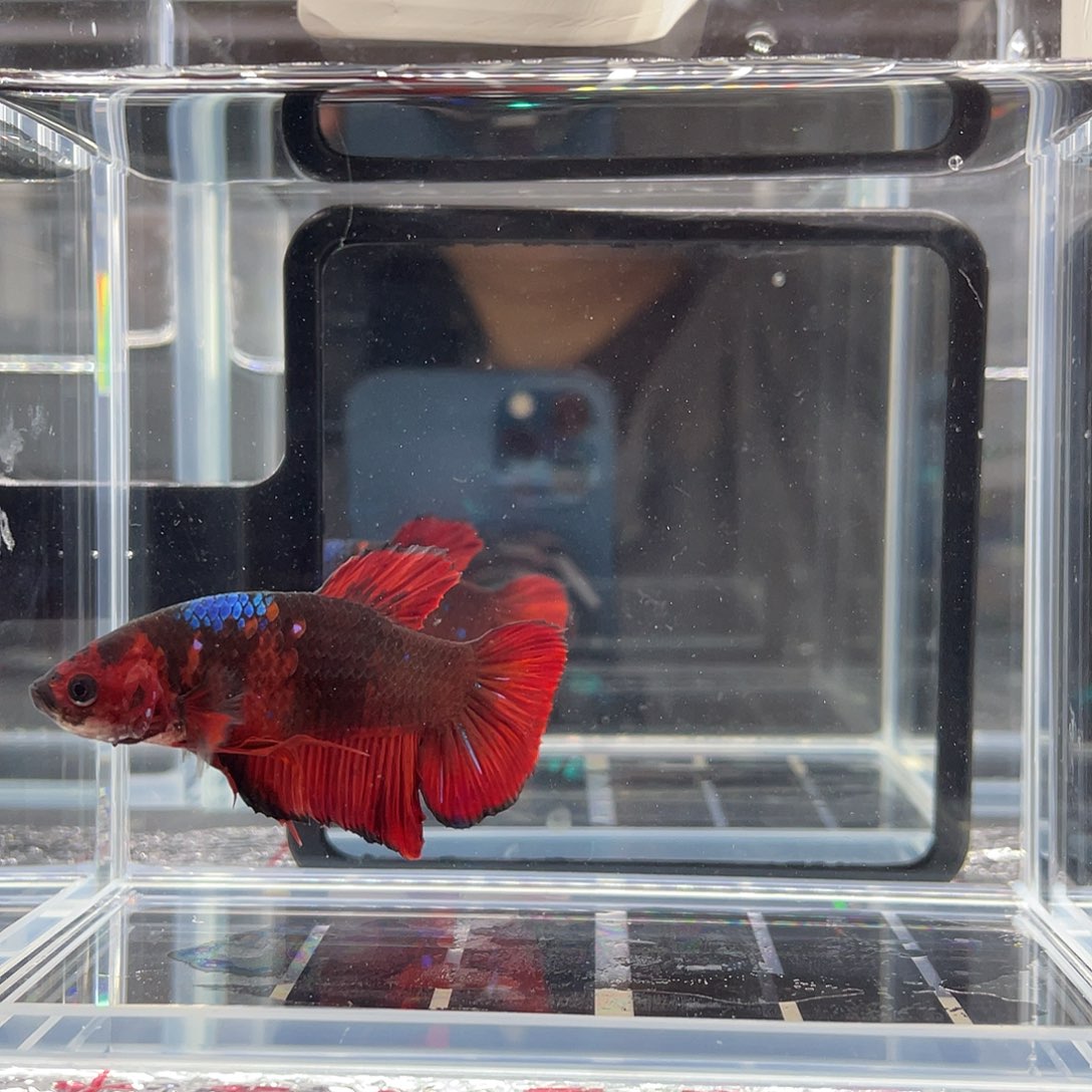 斗鱼12.3下午 巨斗将军公07