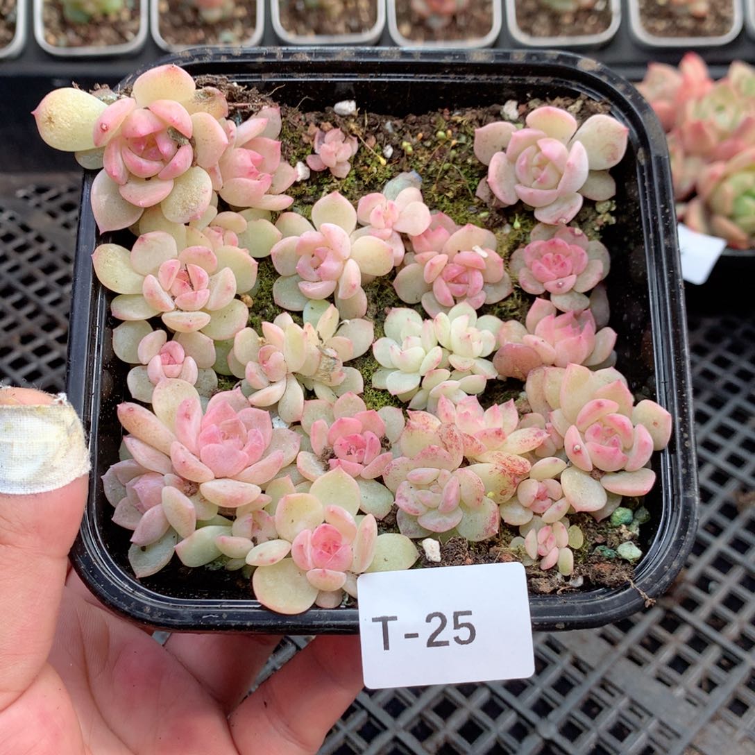 无花朵T25英语英语