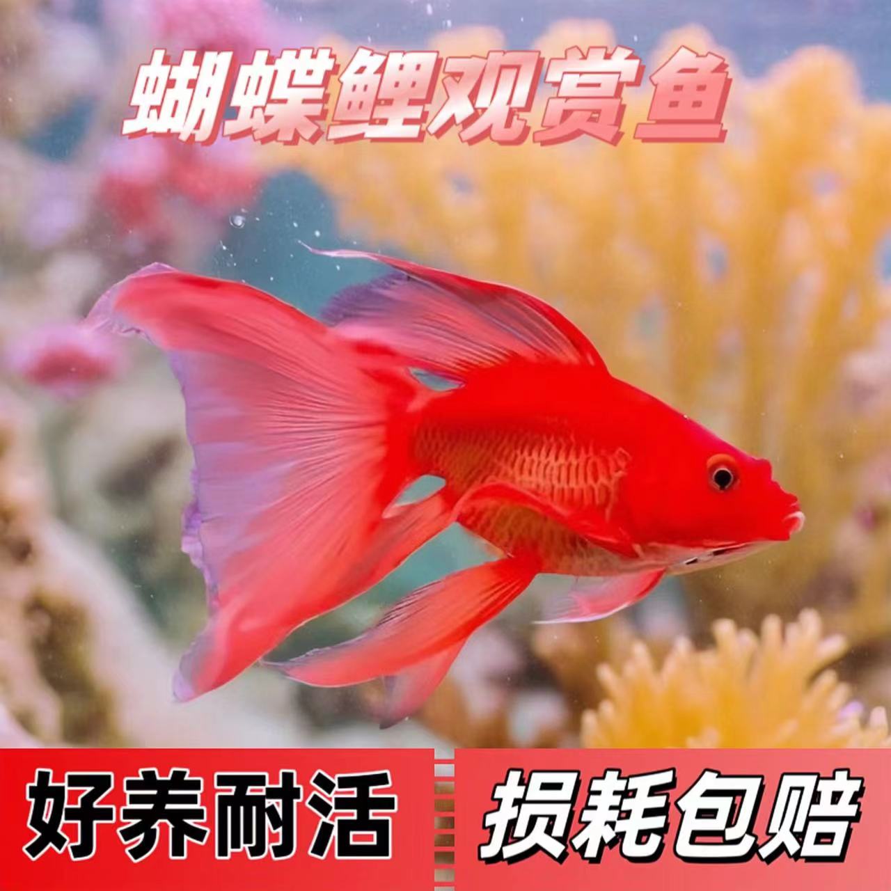 纯种台系蝴蝶鲤鱼红色短身球体16-19厘米精品观赏鱼活体发货