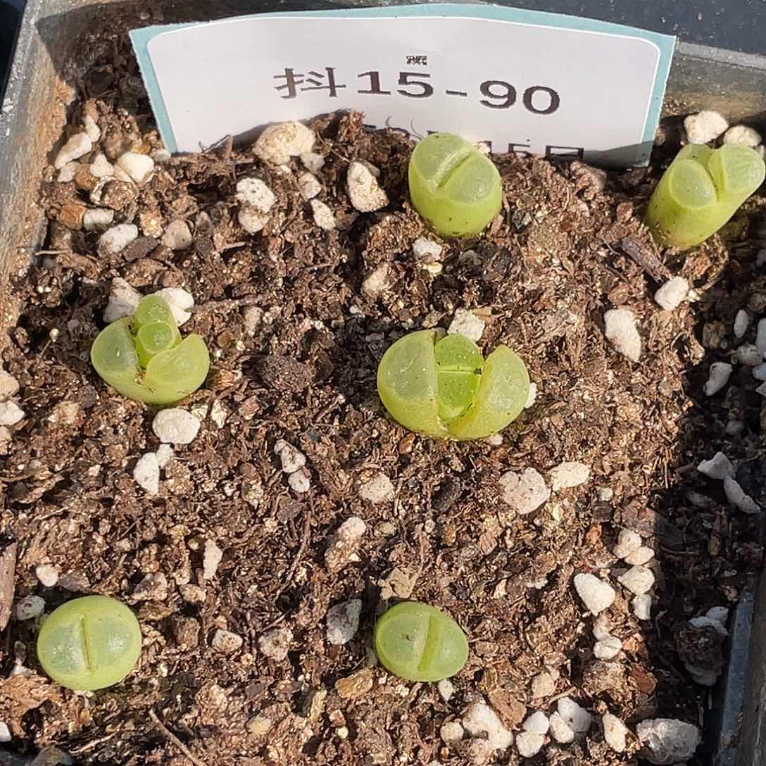 15-90风铃多肉植物