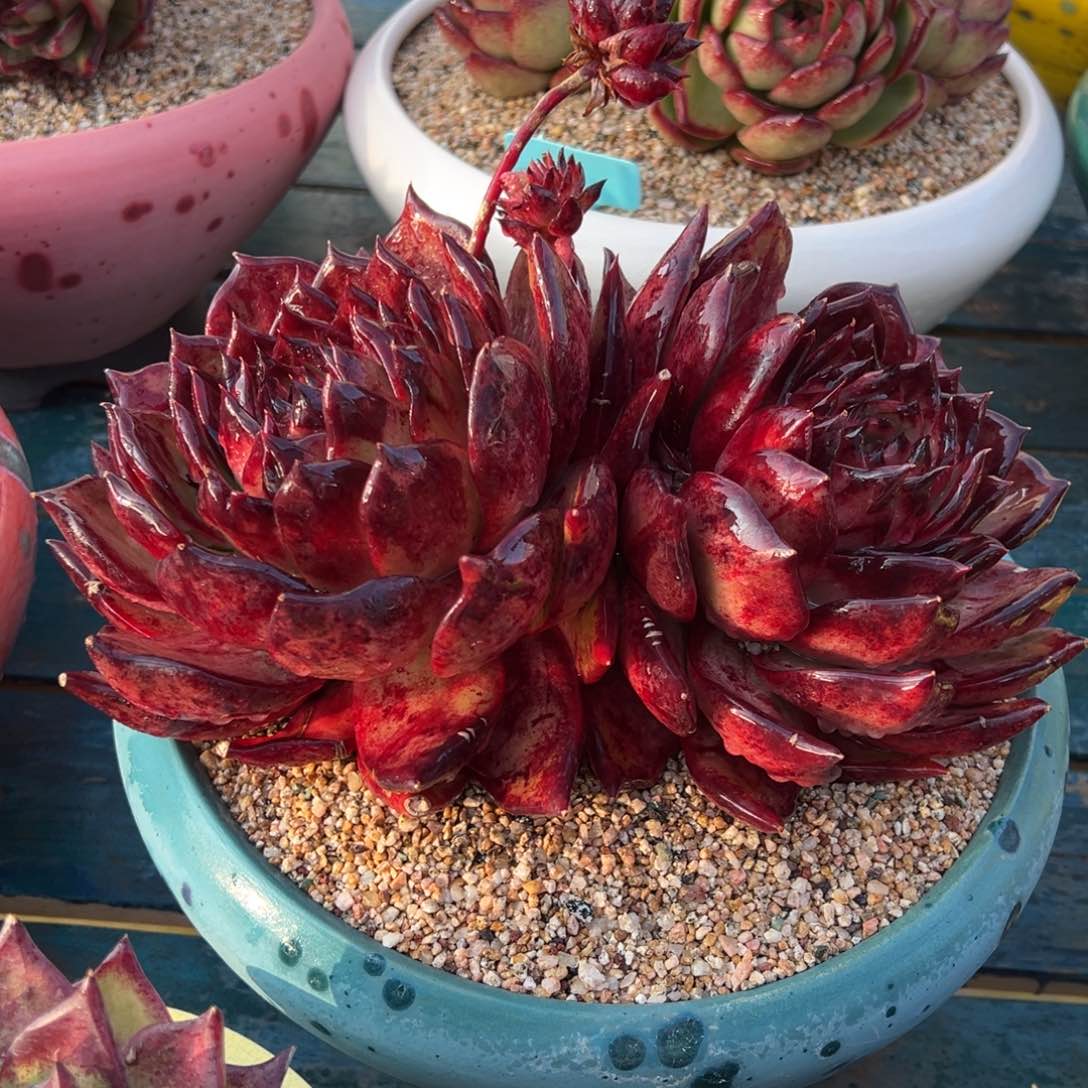 从前慢多肉精选编号0208.5555