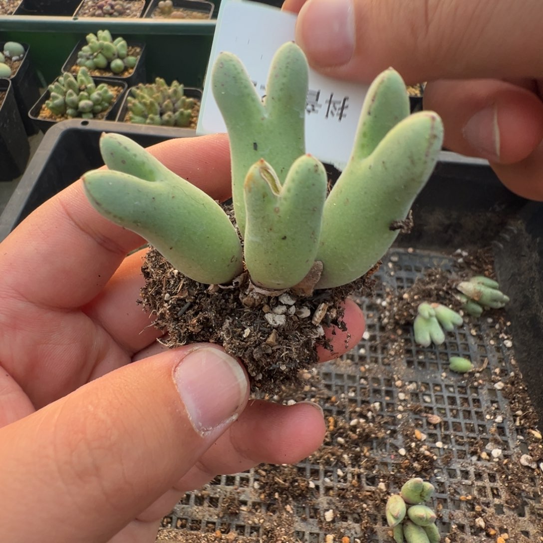 11-49肉锥多肉植物大战