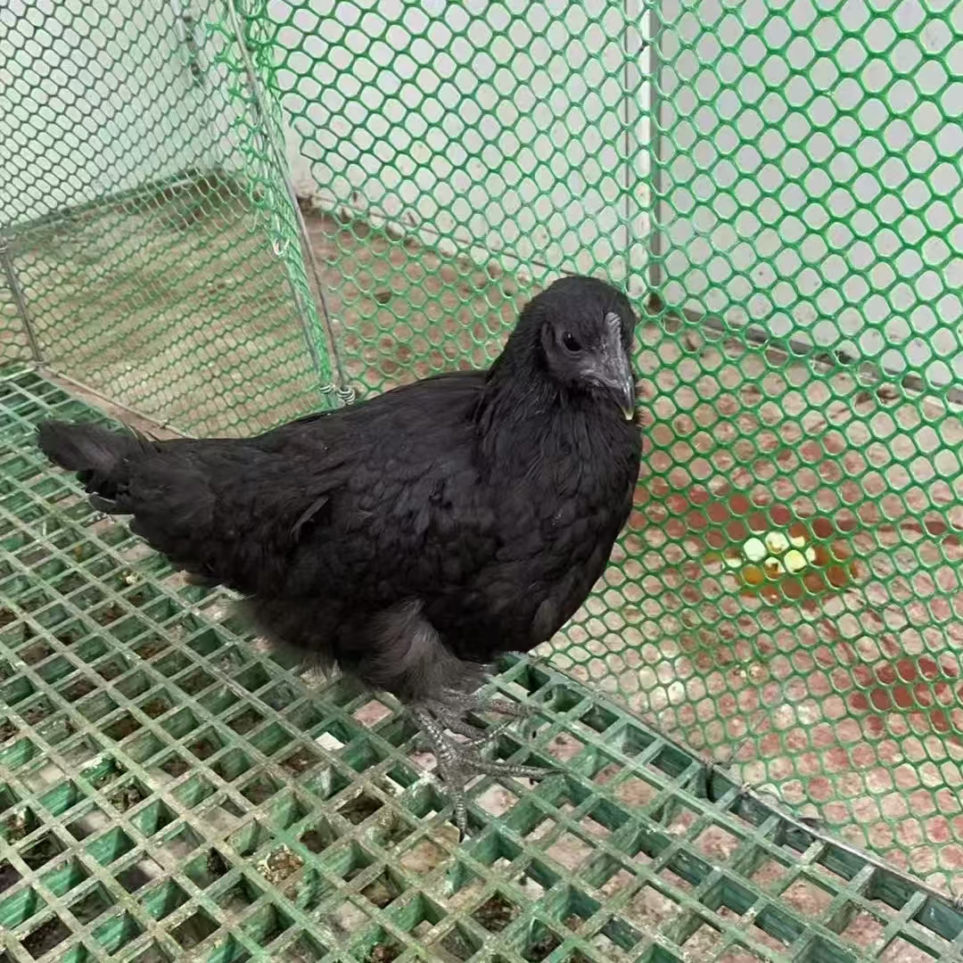 宠物黑凤五黑鸡每只1.2左右现场抓鸡