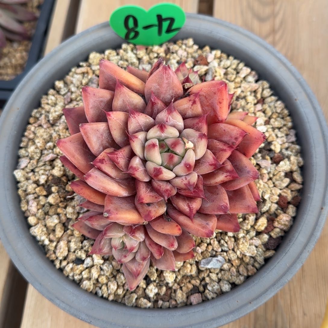 小****慌兴兴园艺。  祖母绿变异