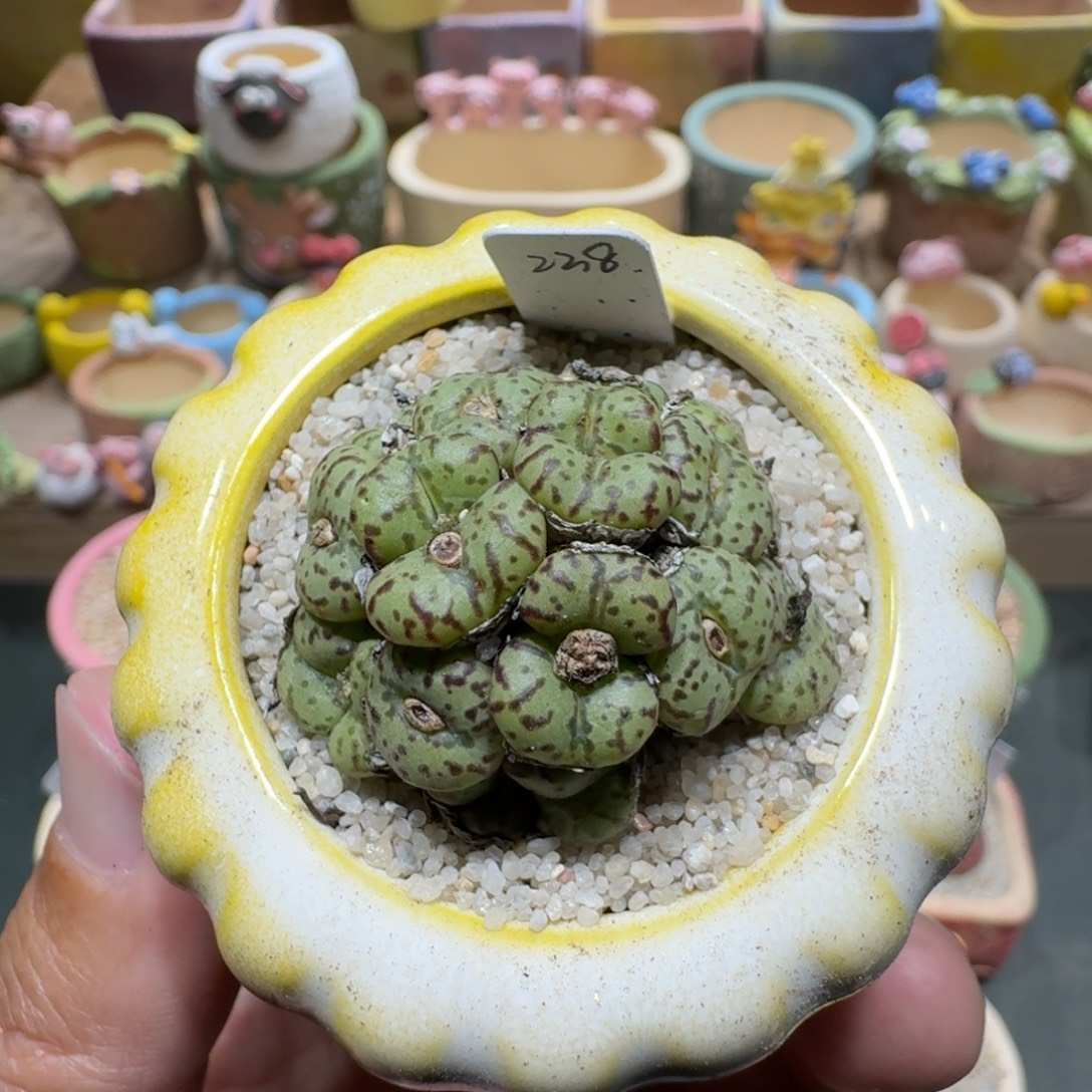 蘑菇1174安贞多肉植物