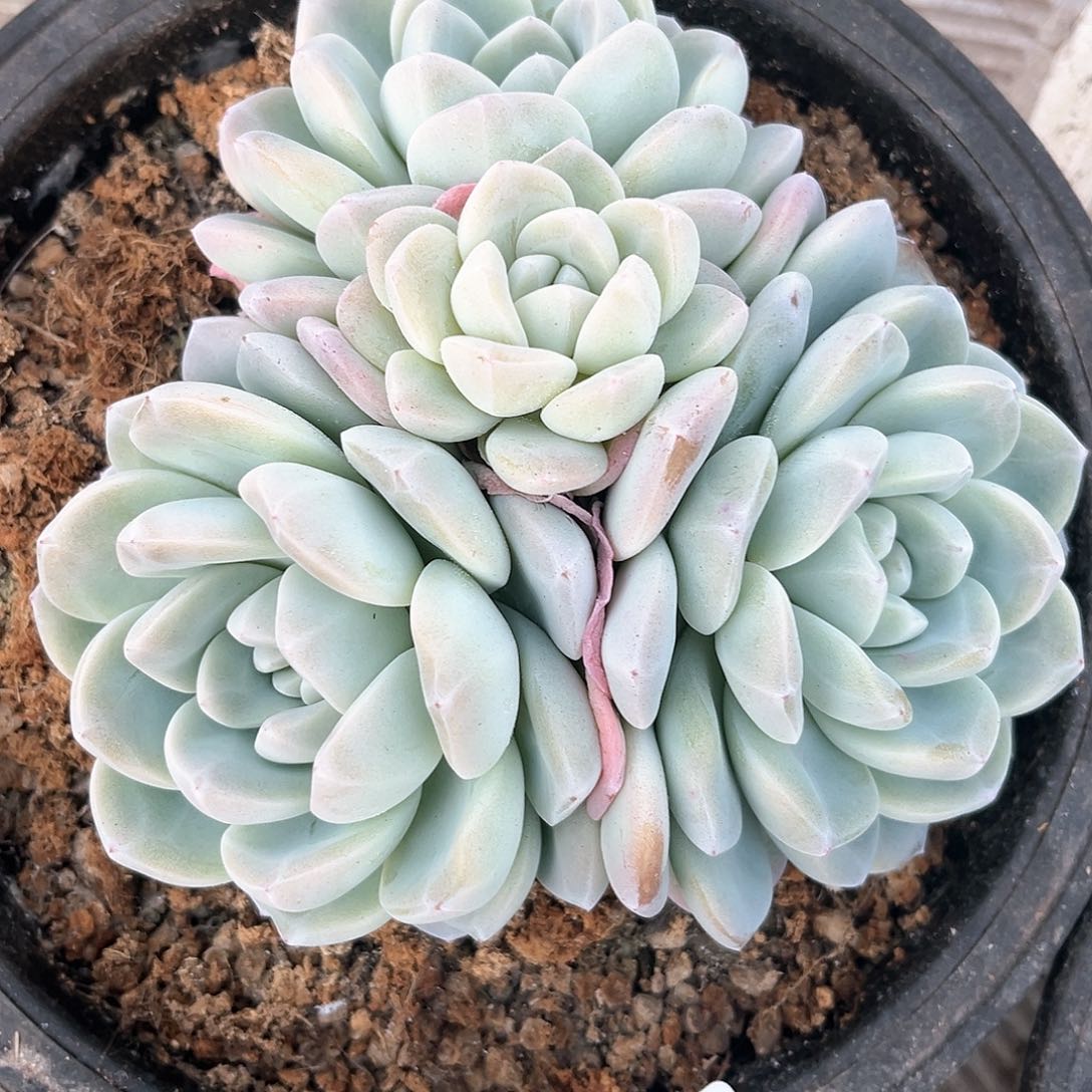 阿雅园艺。         907