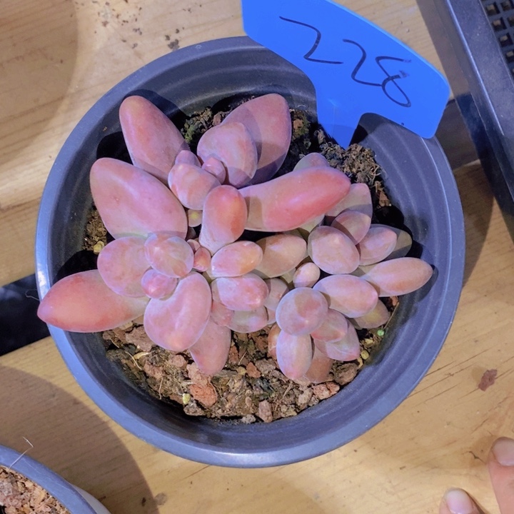 是的呢哈哈这个真的