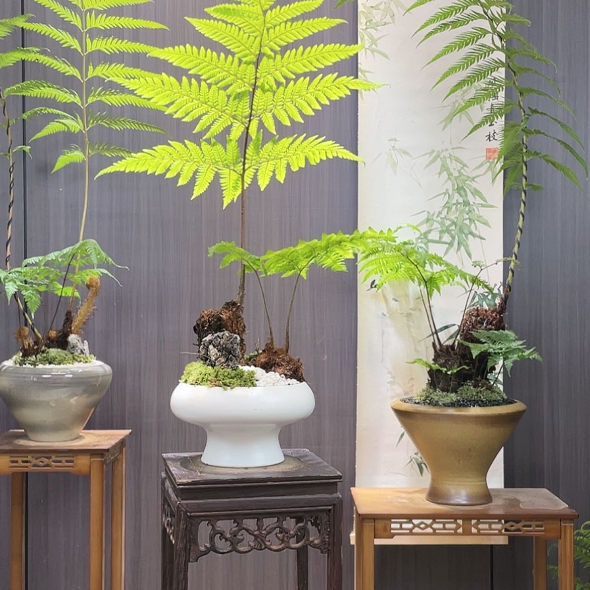 【闪购商品】俊*蕨