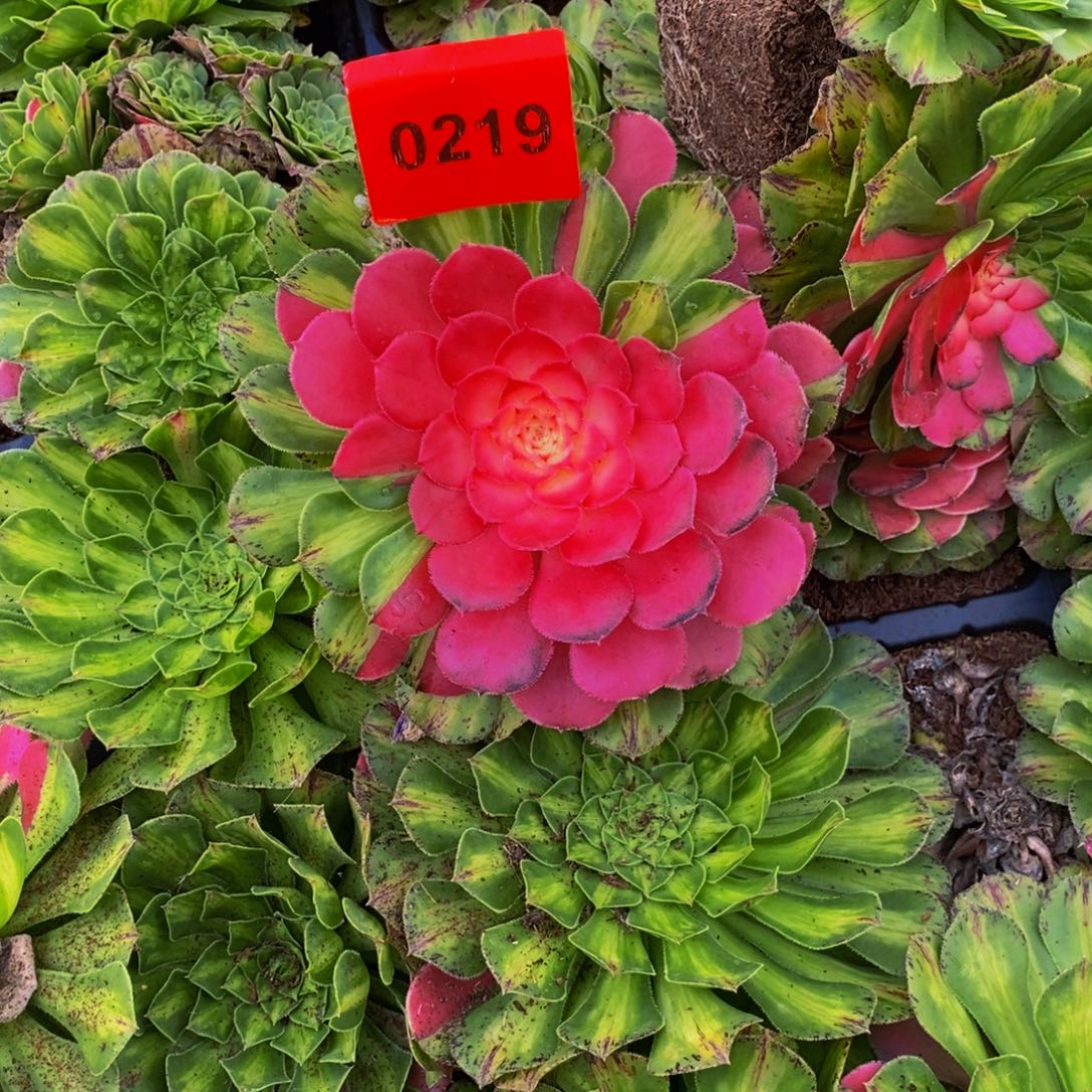 0219多肉植物知否
