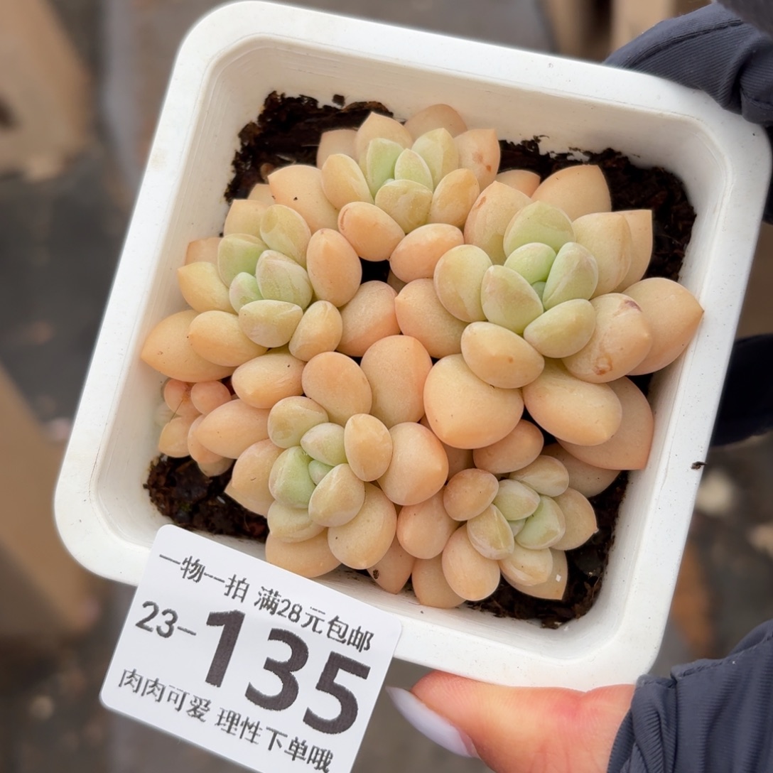 泡泡糖无盆土发货无