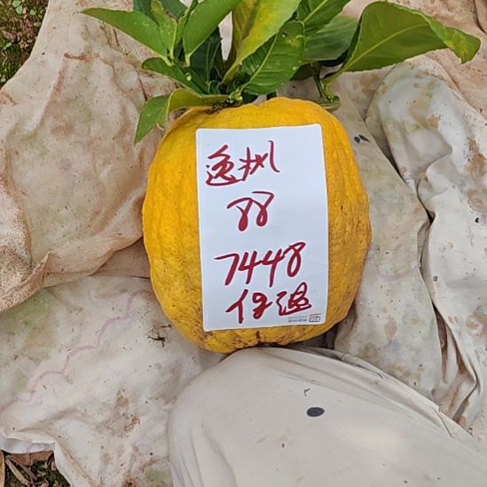 逸***枫小黄金vvvvvvvgggghh