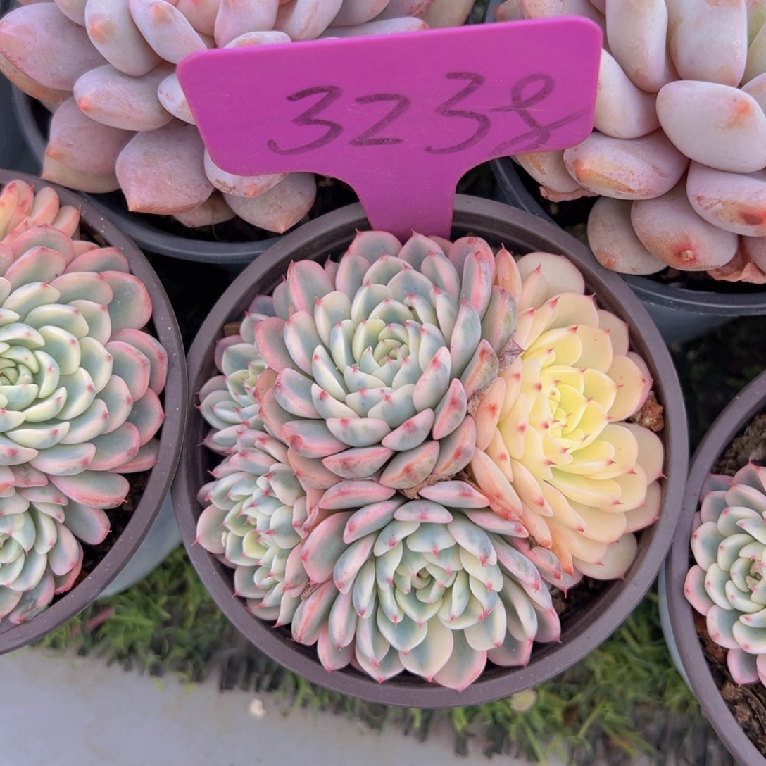 香玉的故事是一个人的故事