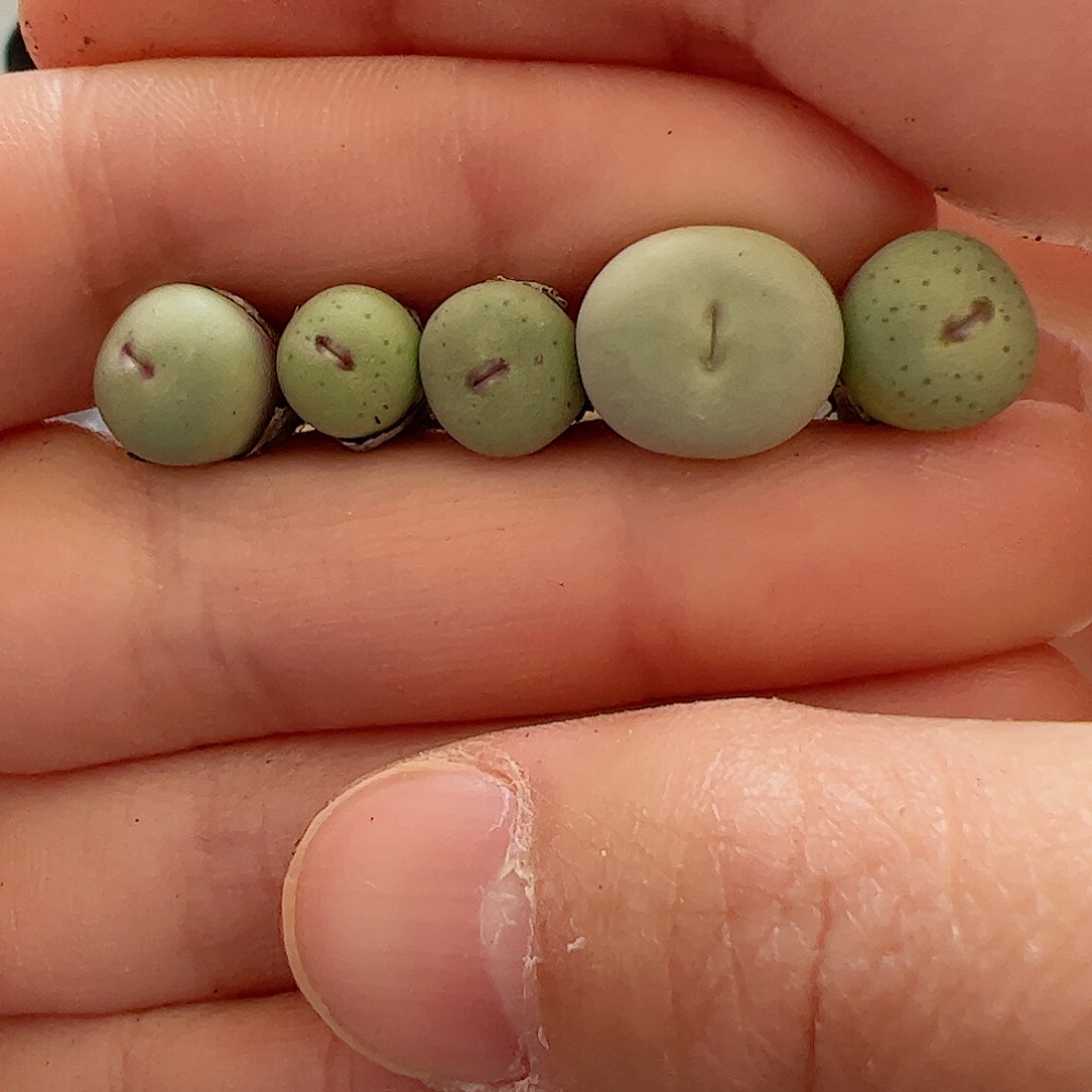 【闪购商品】270 小红嘴