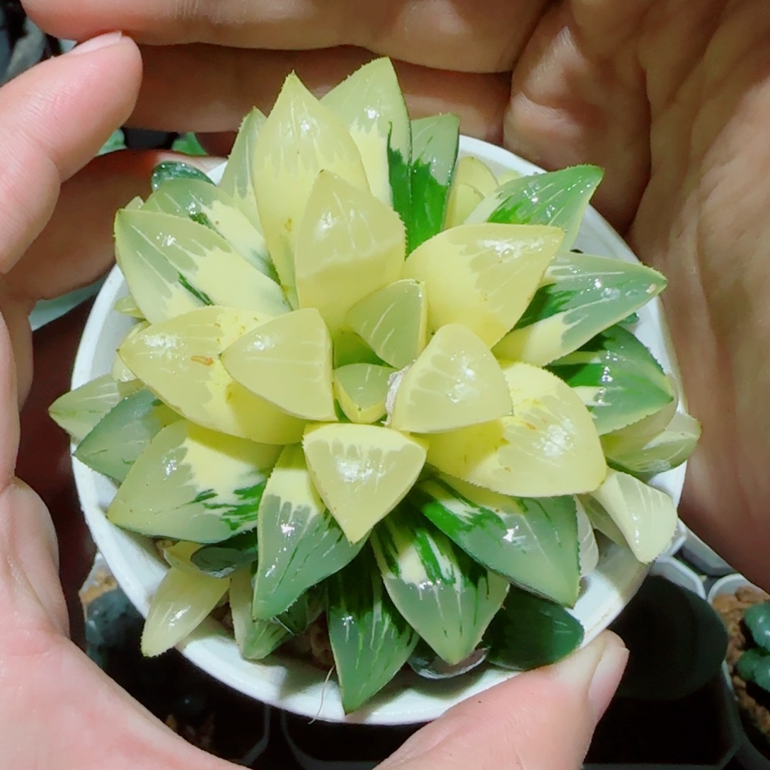 手捧花姬寿锦多肉