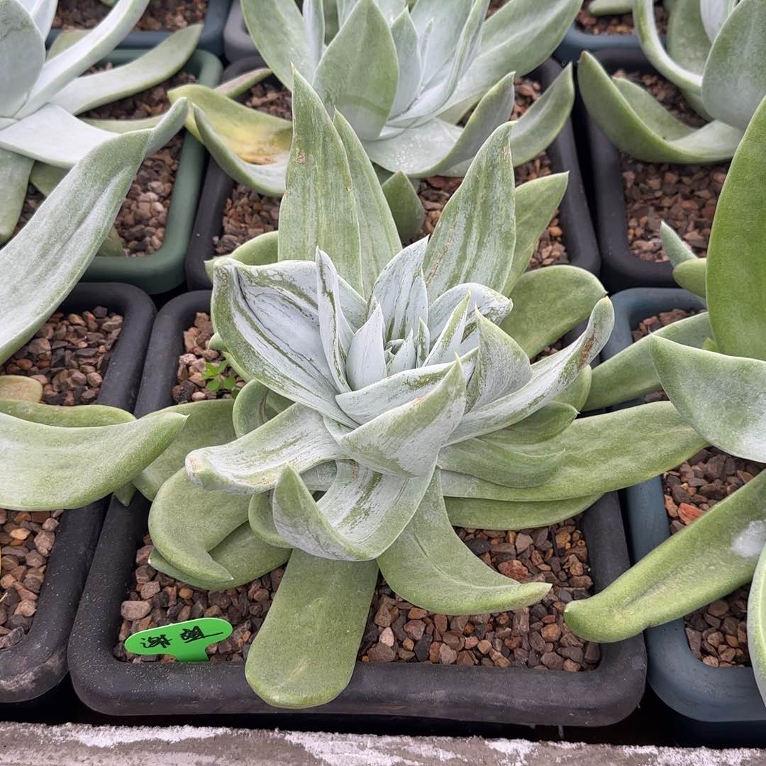 你***呀250306007多肉植物仙女杯谢姐