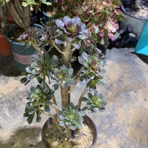 灰豆多肉植物054