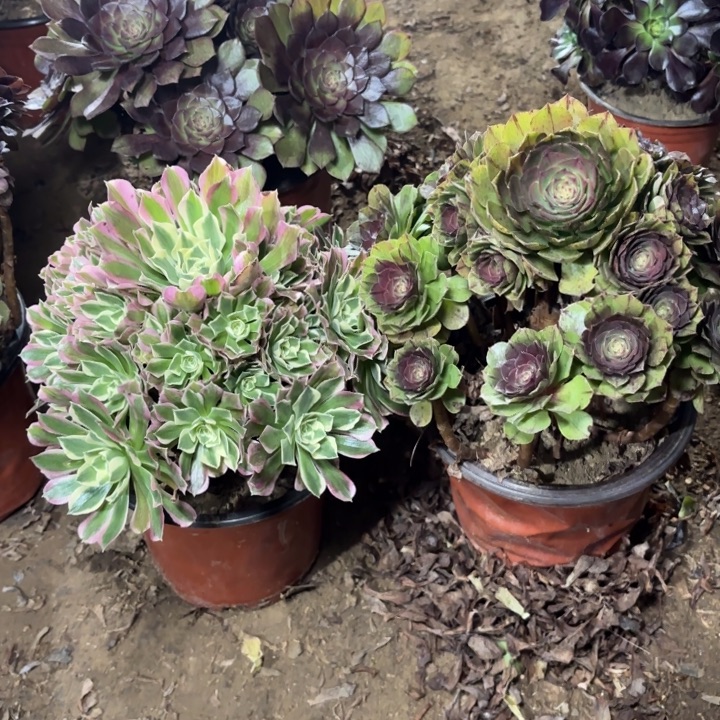 多肉植物法师2颗22