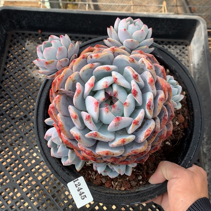 12445多头一个嗯嗯嗯嗯嗯好