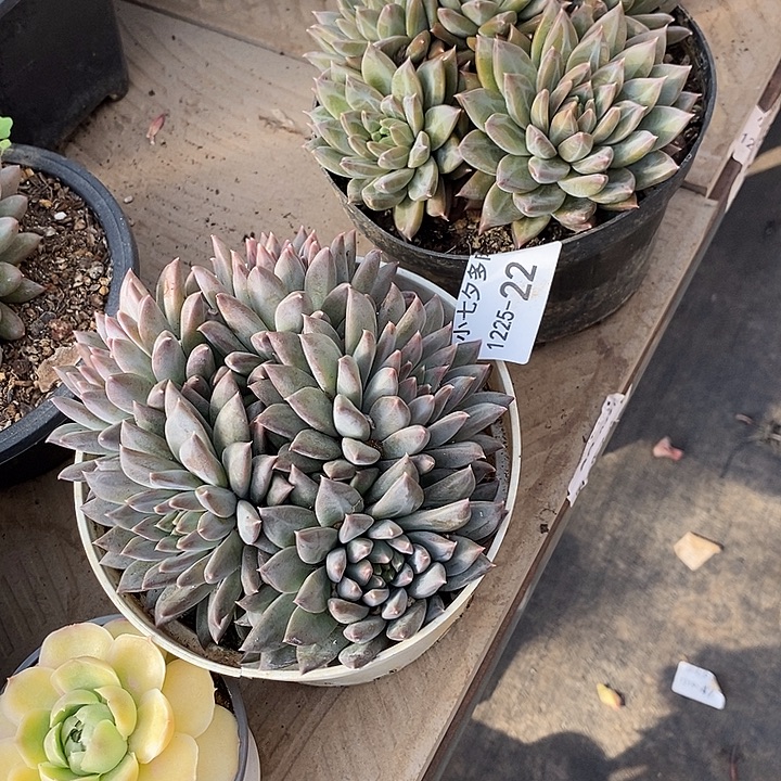 有****小七夕多肉观影系列22两颗