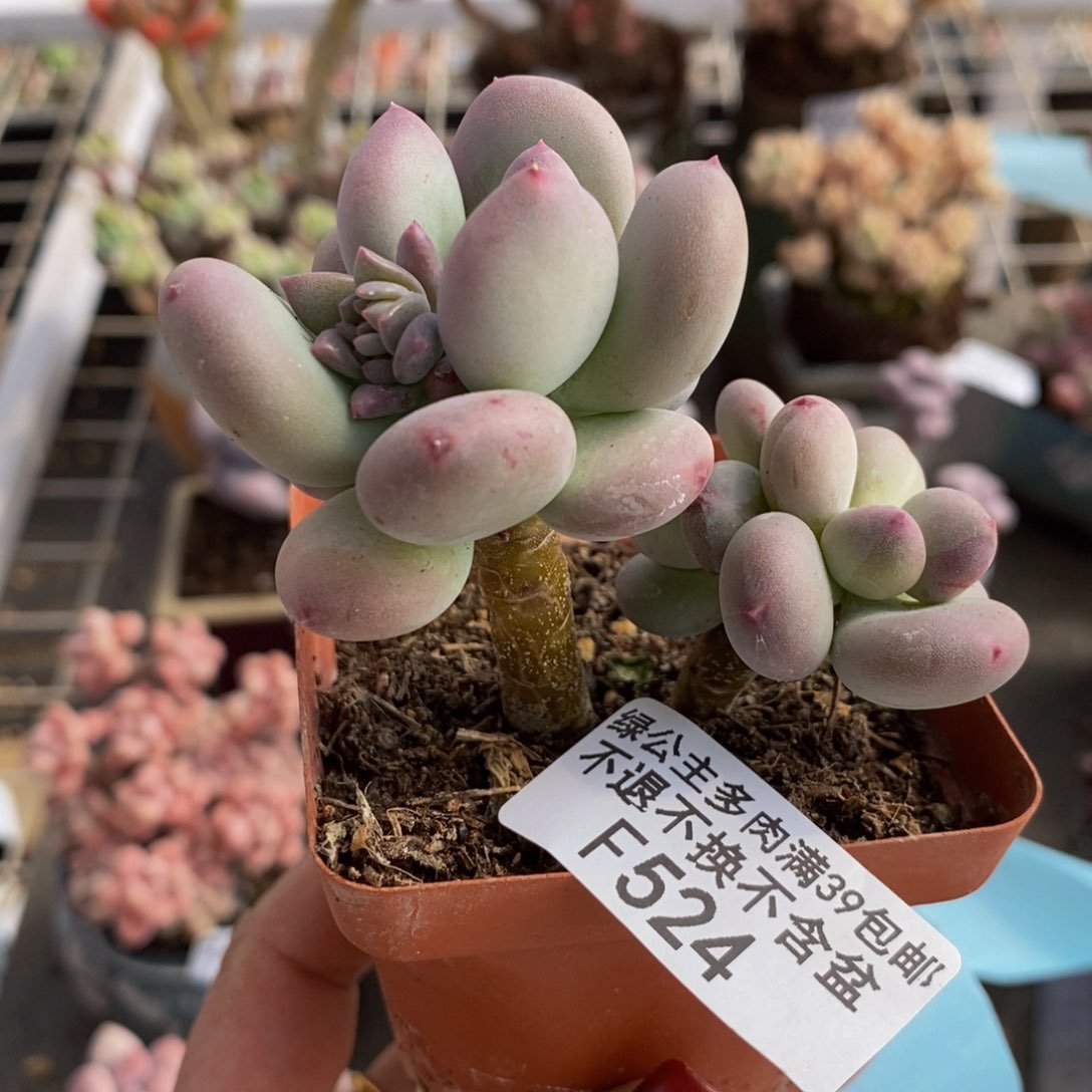 苹果奶524/6cn叶片发黄