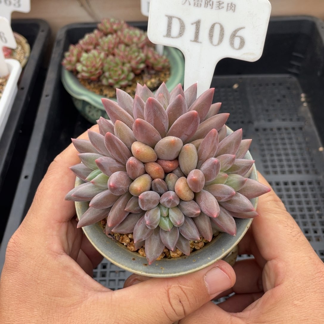 106红蜻蜓不带盆9厘米