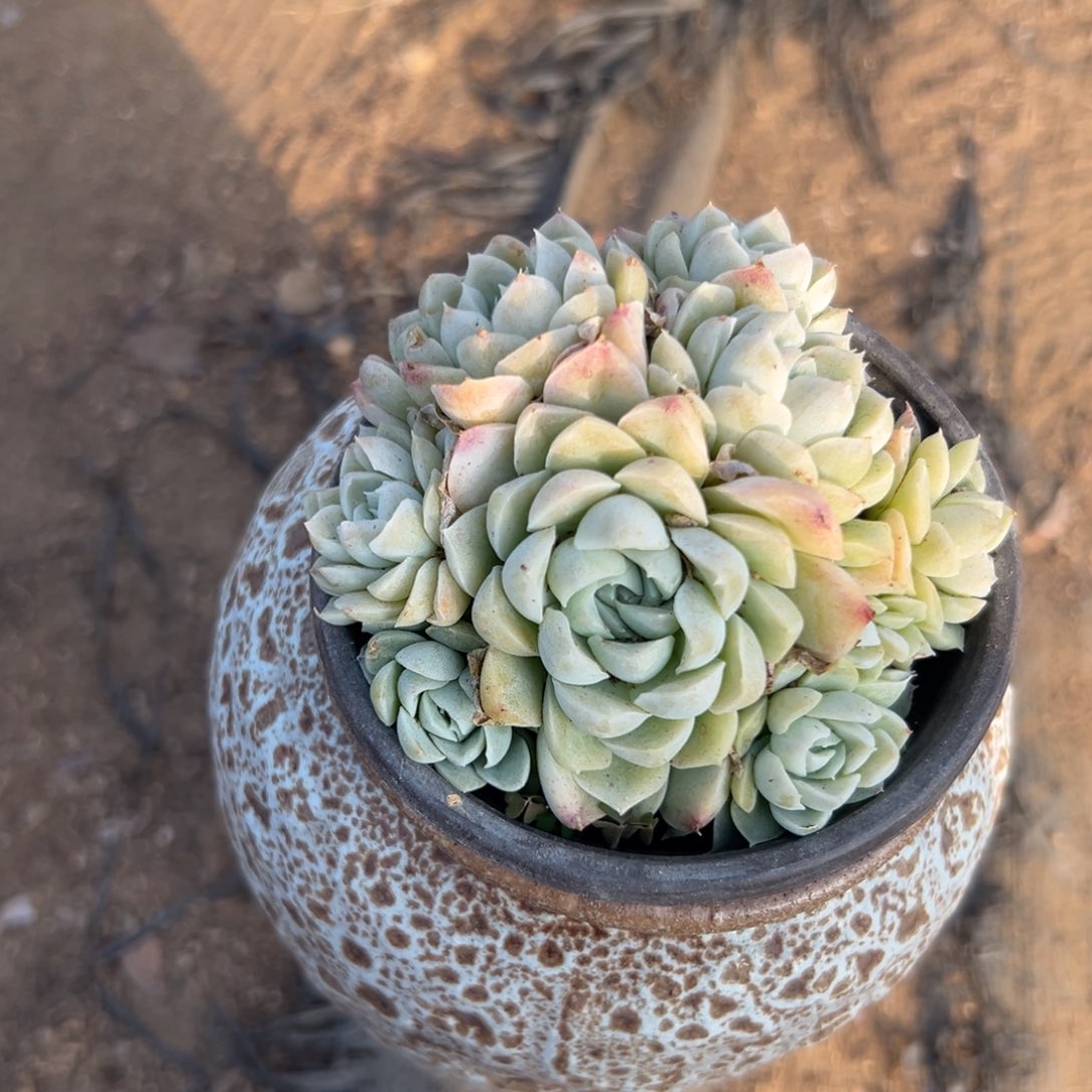 多肉植物白月影群