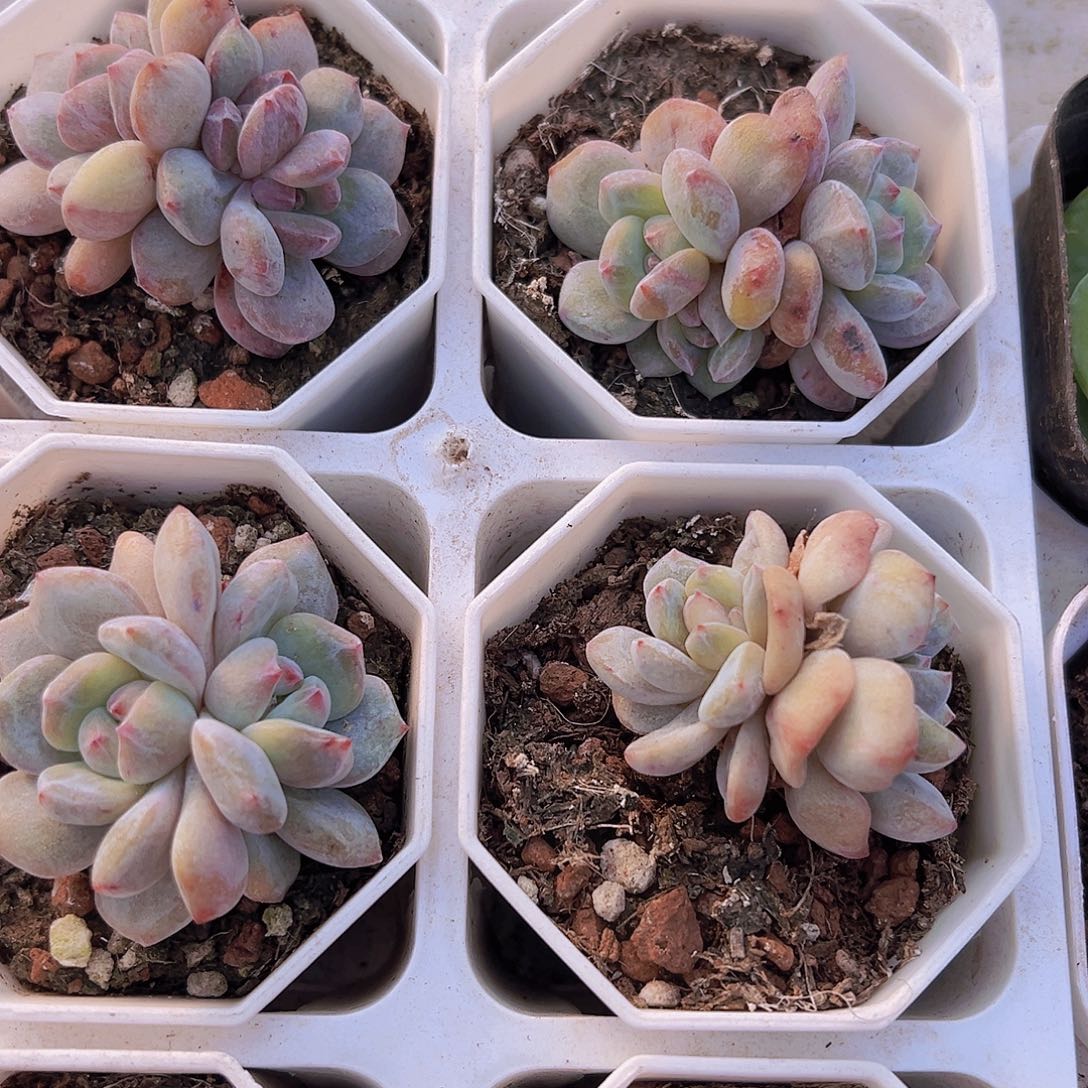 八角盆橙子石化19包邮