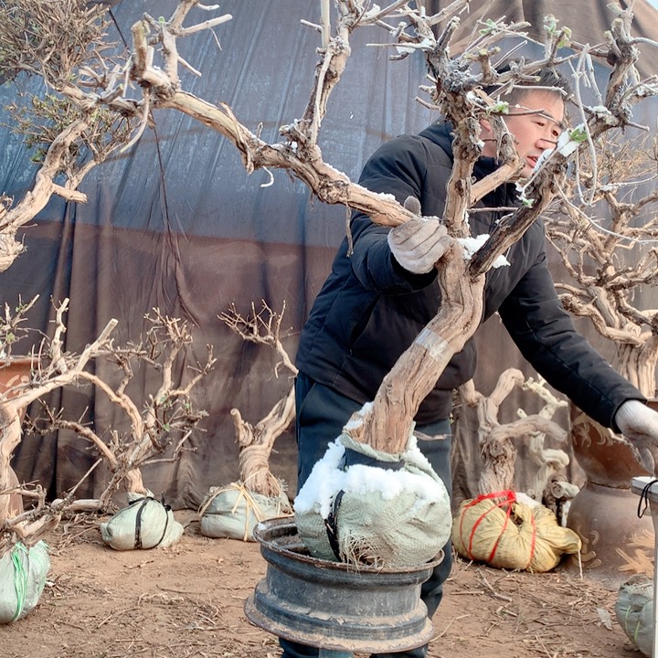 专***，全部花朵金银花888888