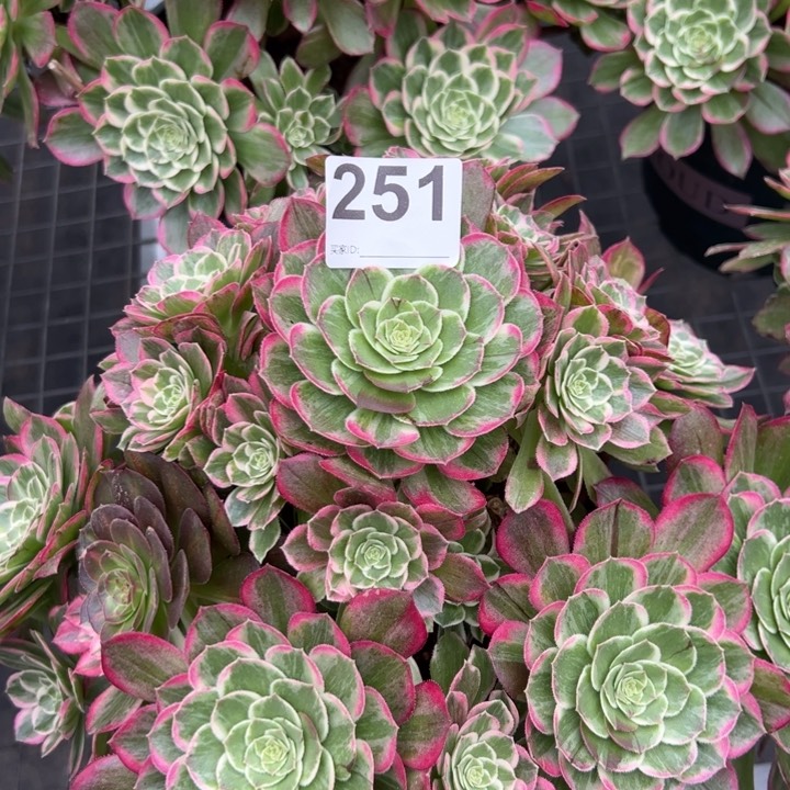 251莲花25厘米左右