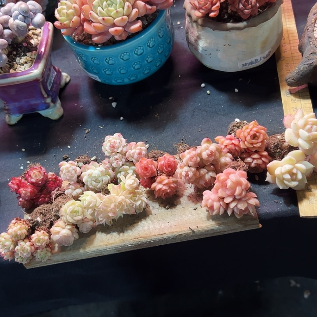 群生小萌物精品多肉