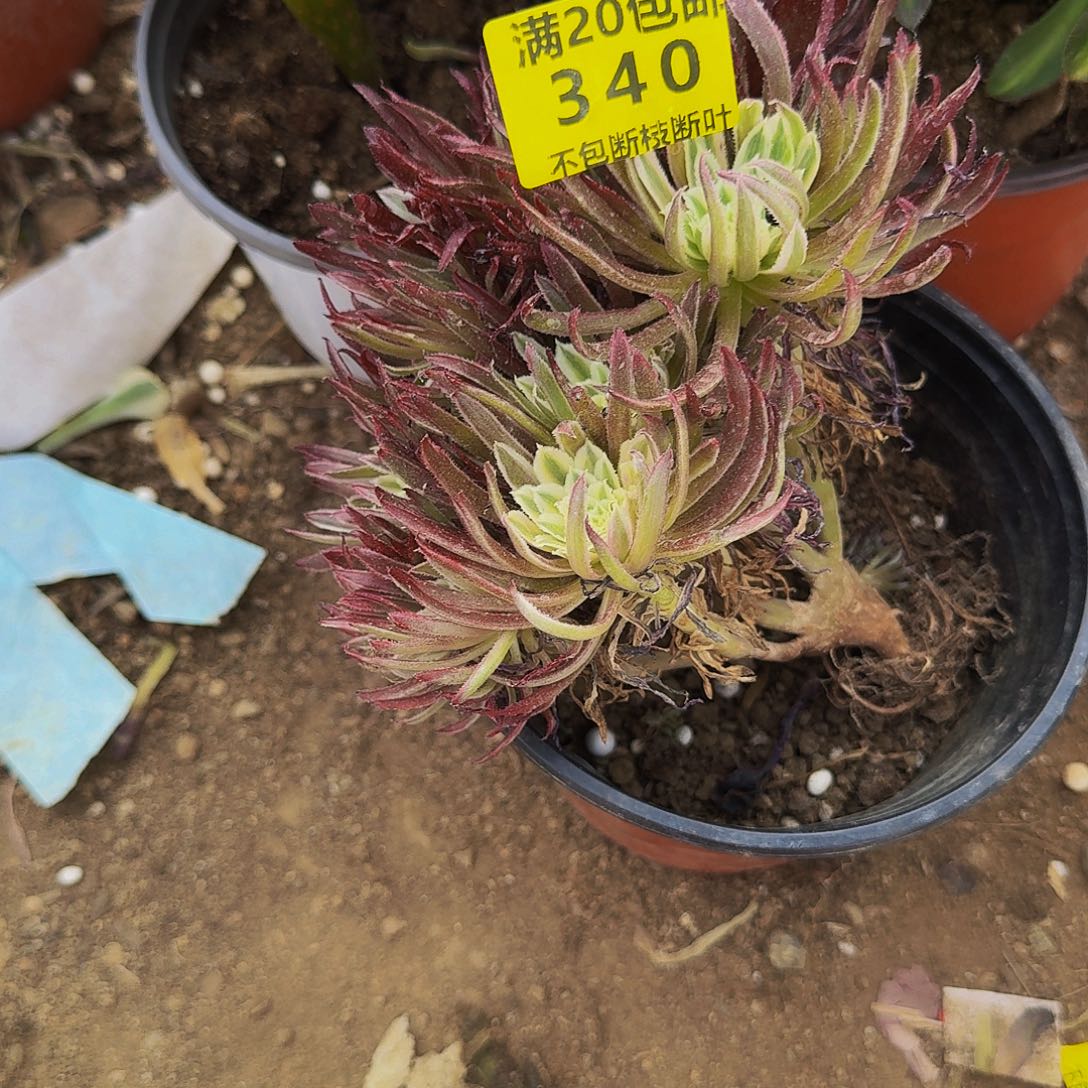 340金丝菊多肉法师的