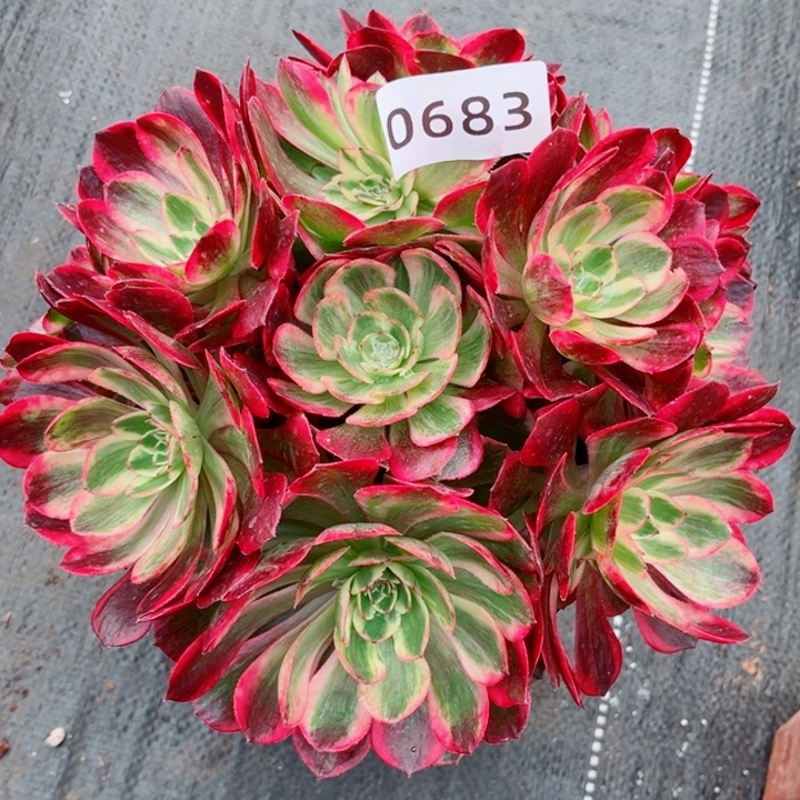 赤子心特价多肉发货