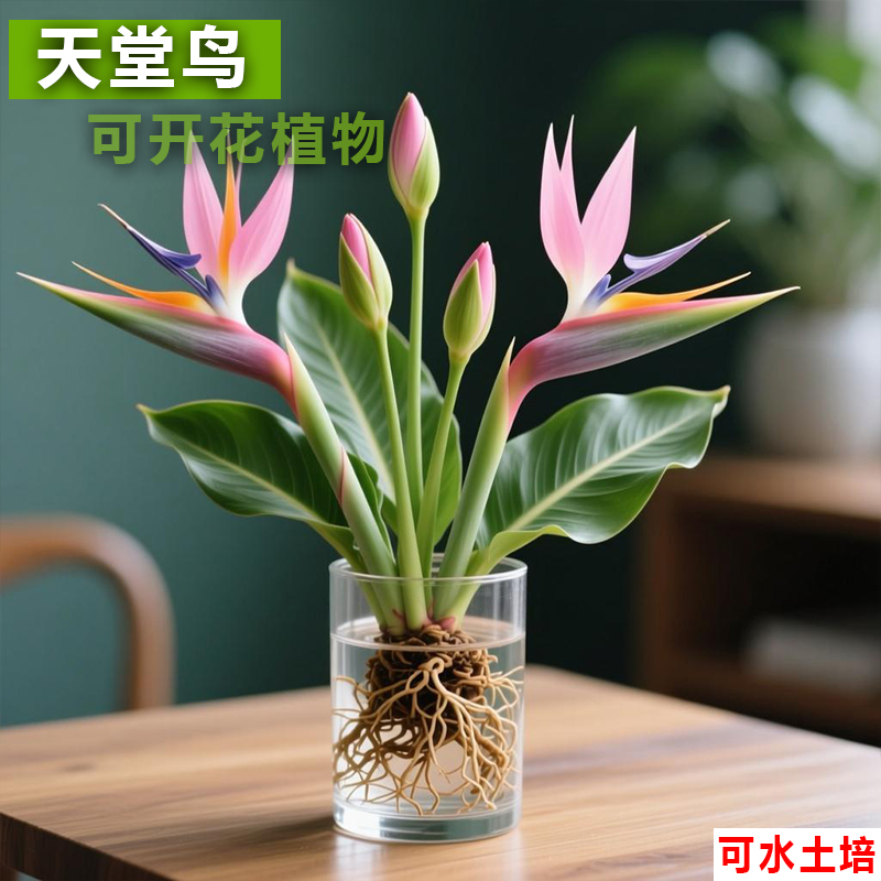 粉色天堂鸟盆栽水培花卉办公室庭院阳台绿植好养室内水培花卉盆栽