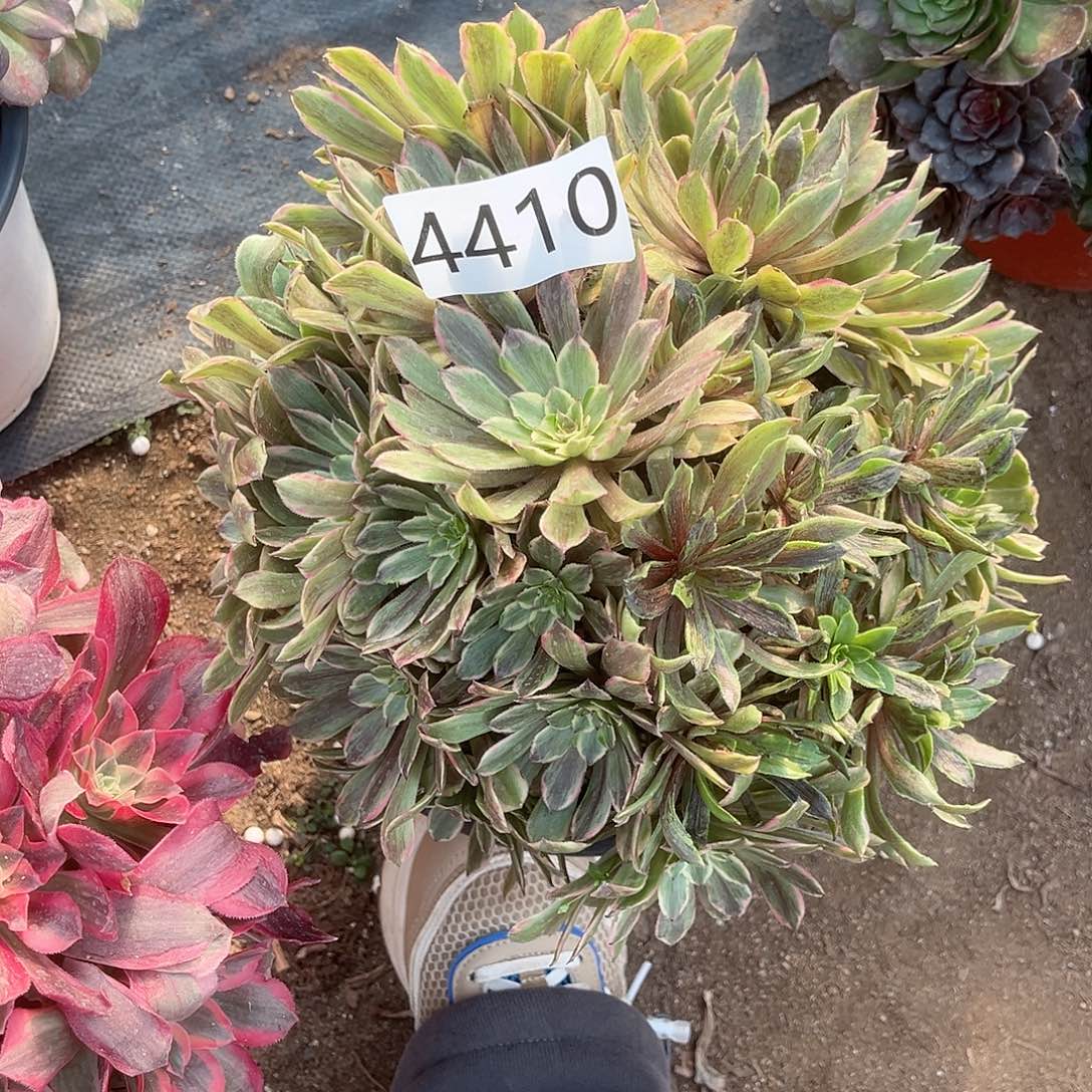 4410碧浪多肉植物