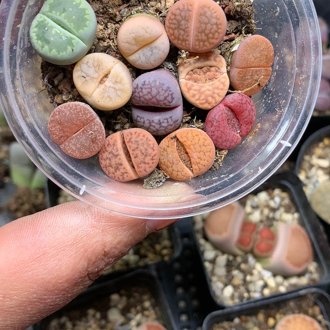 A126多肉植物保护研究所