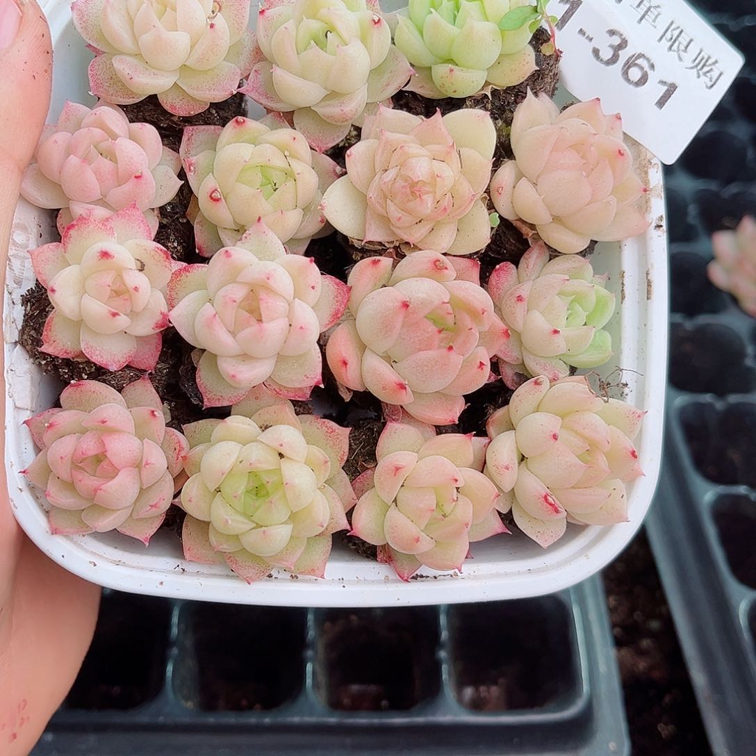 1-361 新疆西藏内蒙不发12.8包邮2-3公分多肉