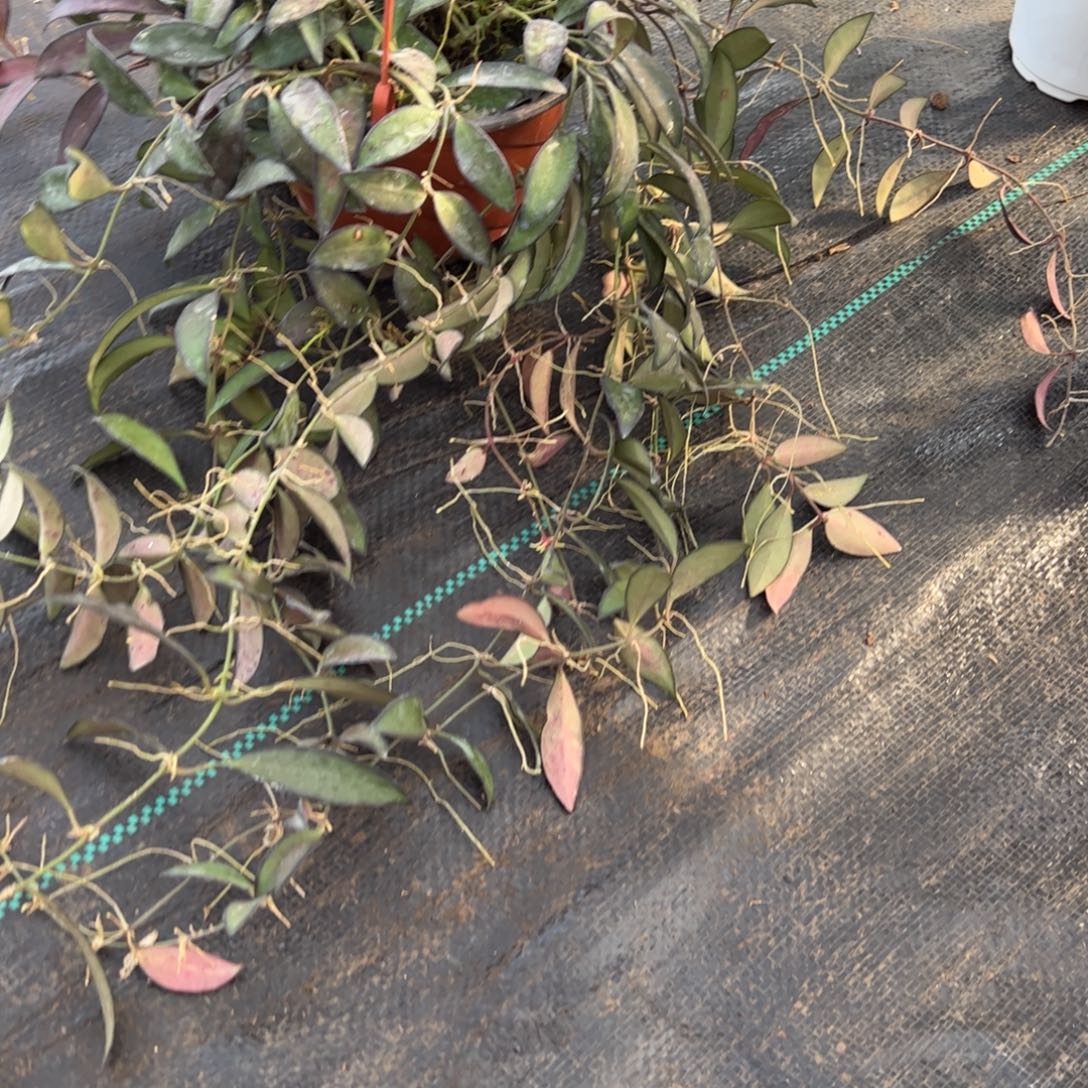 不***迟无花朵罗斯塔球兰