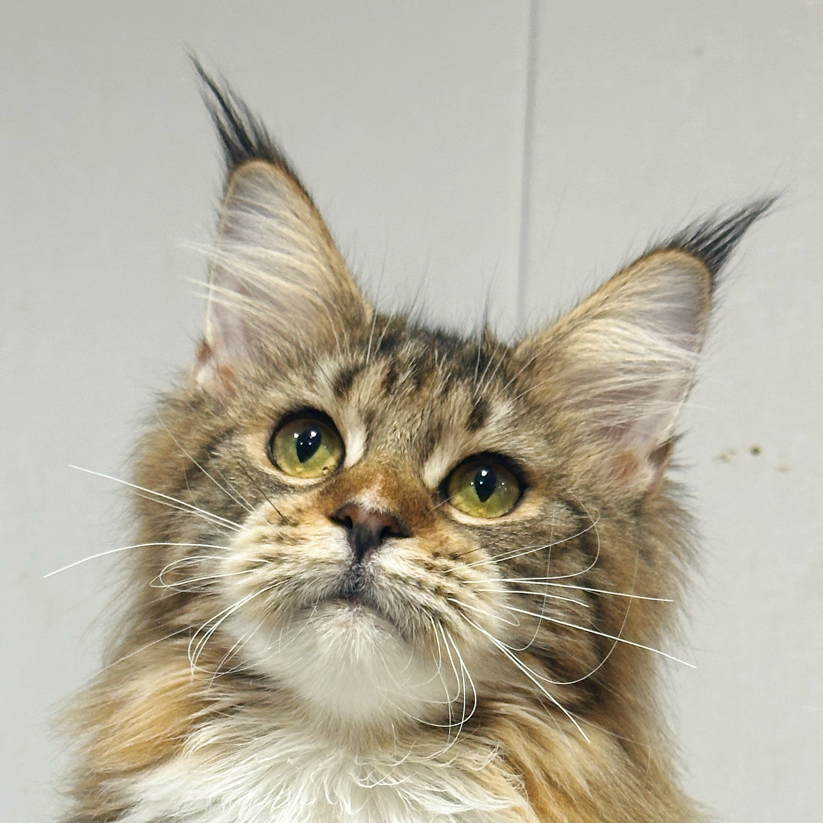 来了姊妹-棕补丁加白缅因猫-妹妹-59