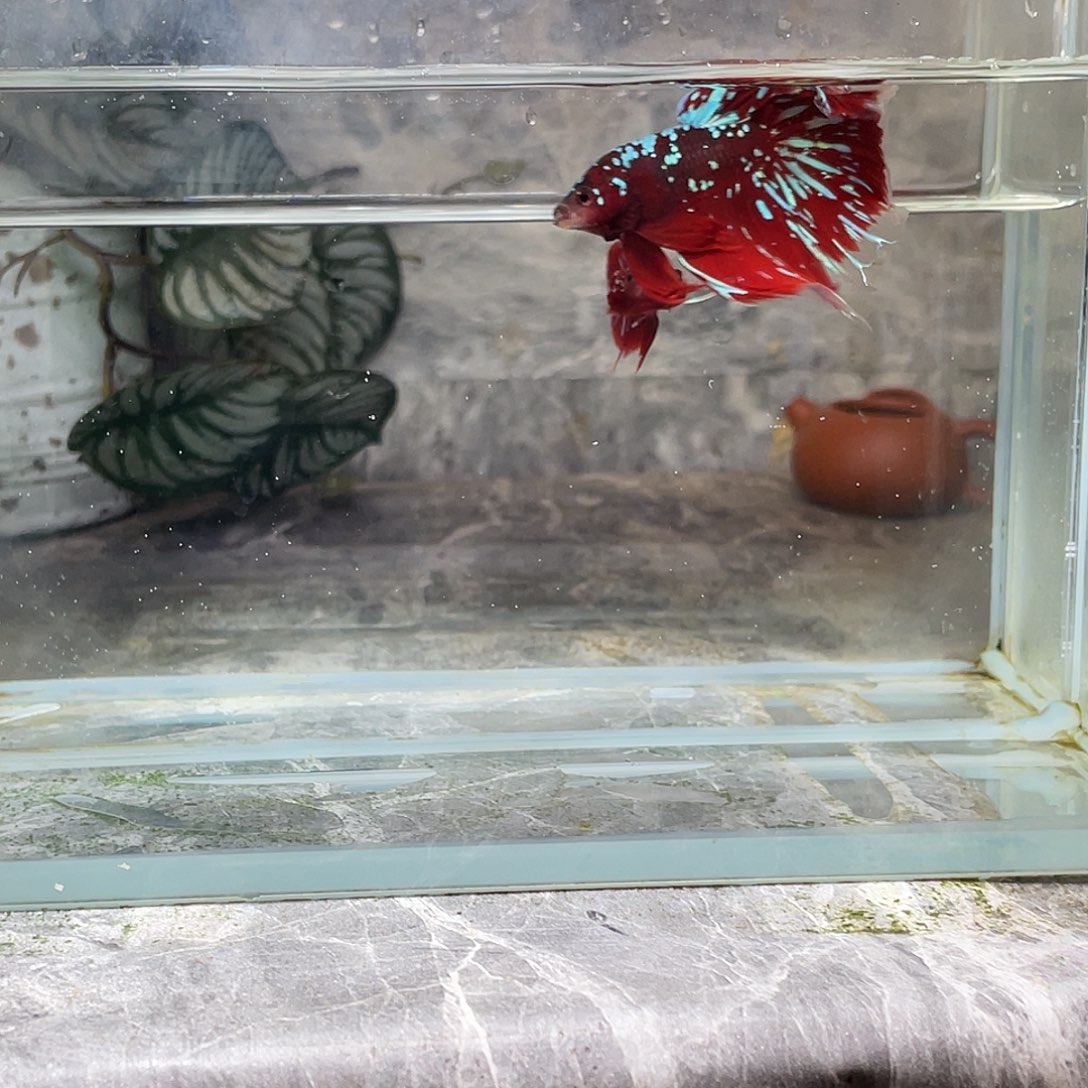 斗鱼育平斗鱼泰国斗鱼