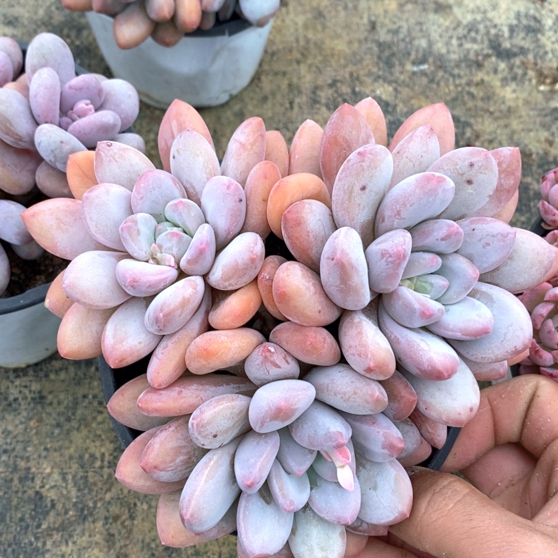 可问主播品种，下滑链接更多品种多肉_284