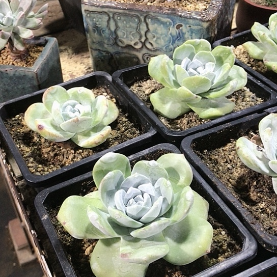 雪山拇指仙女棒杯